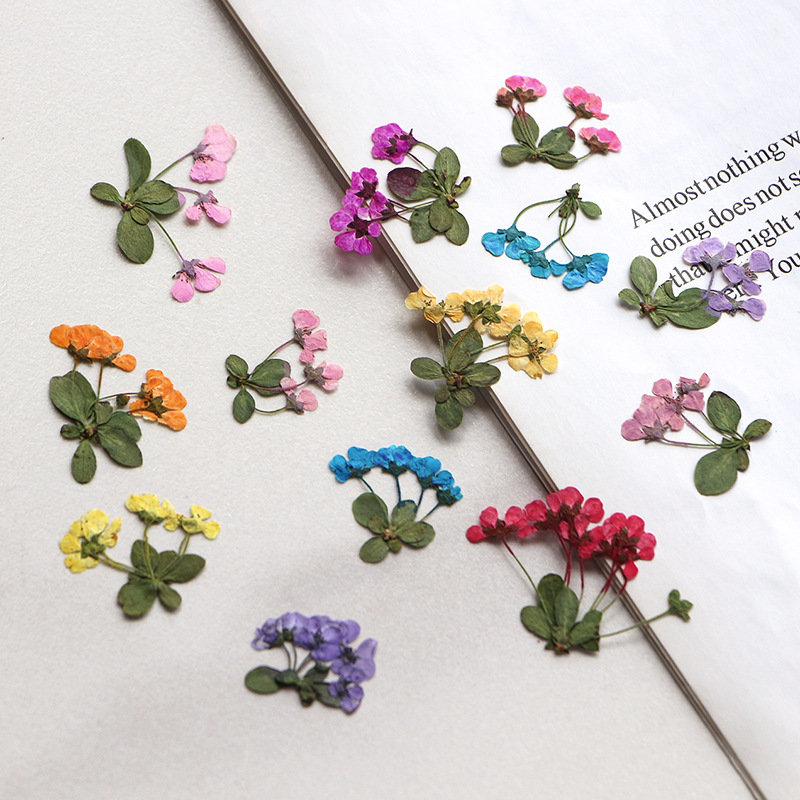 Supply For Florist - 2-3 cm/12 adet, Preslenmiş Küçük Çiçekler,