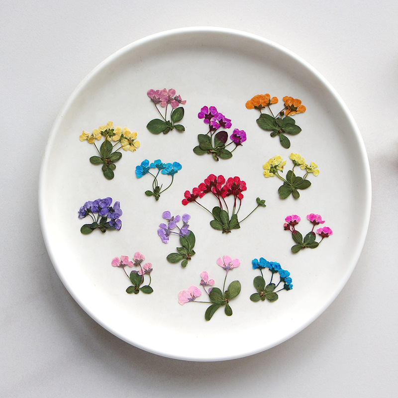 2-3 cm/12 adet, Preslenmiş Küç - Supply For Florist incelemesi ve fiyatı