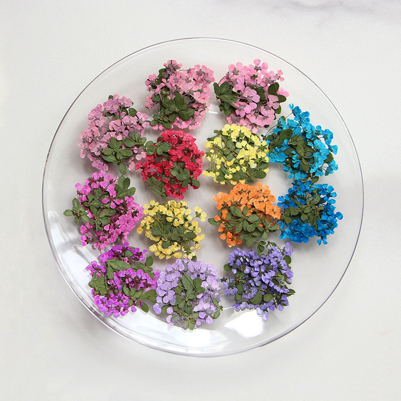 2-3 cm/12 adet, Preslenmiş Küç - Supply For Florist incelemesi ve fiyatı