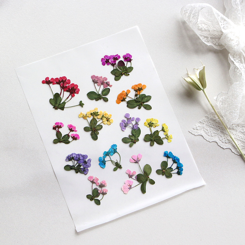 2-3 cm/12 adet, Preslenmiş Küç - Supply For Florist incelemesi ve fiyatı